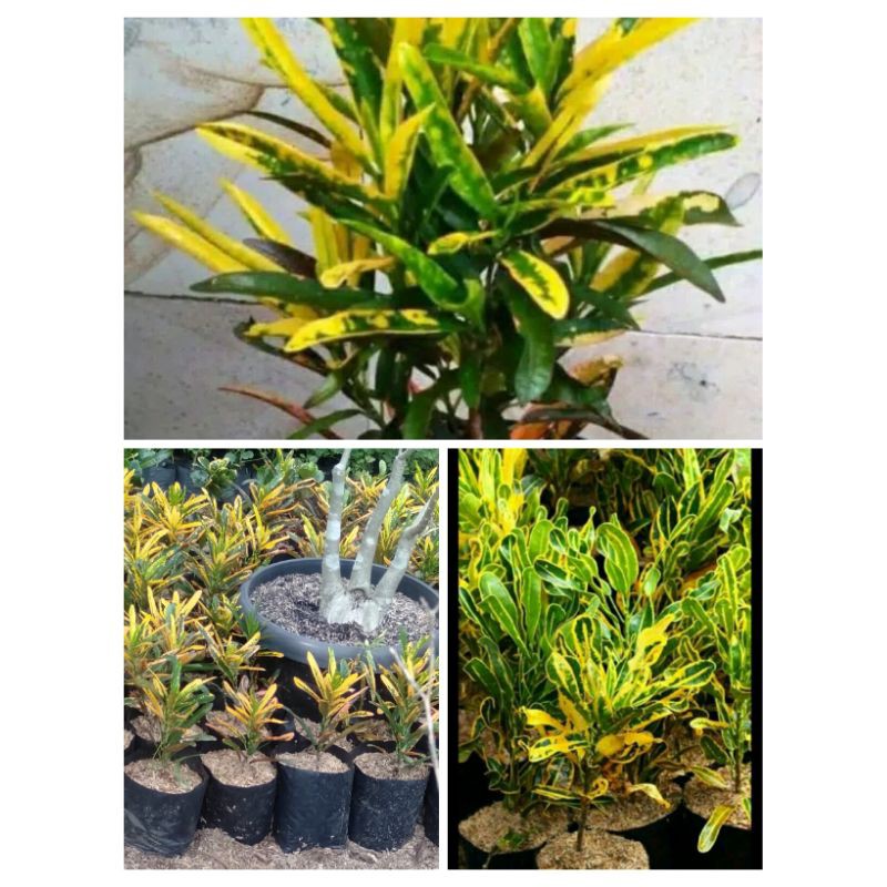 paket Hemat 3 jenis pohon puring