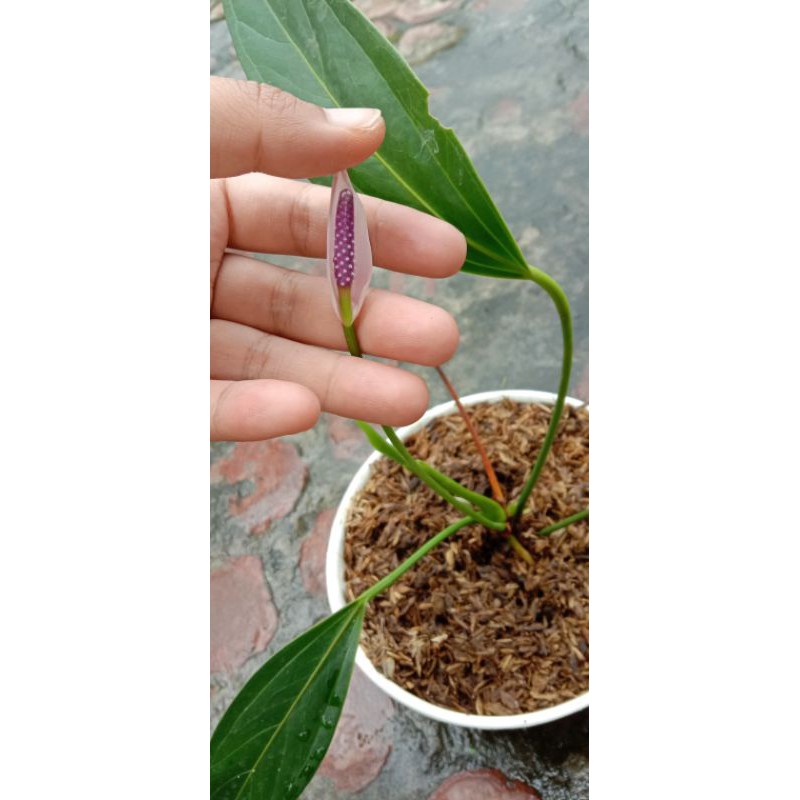 Tanaman Anthurium Bunga Ungu