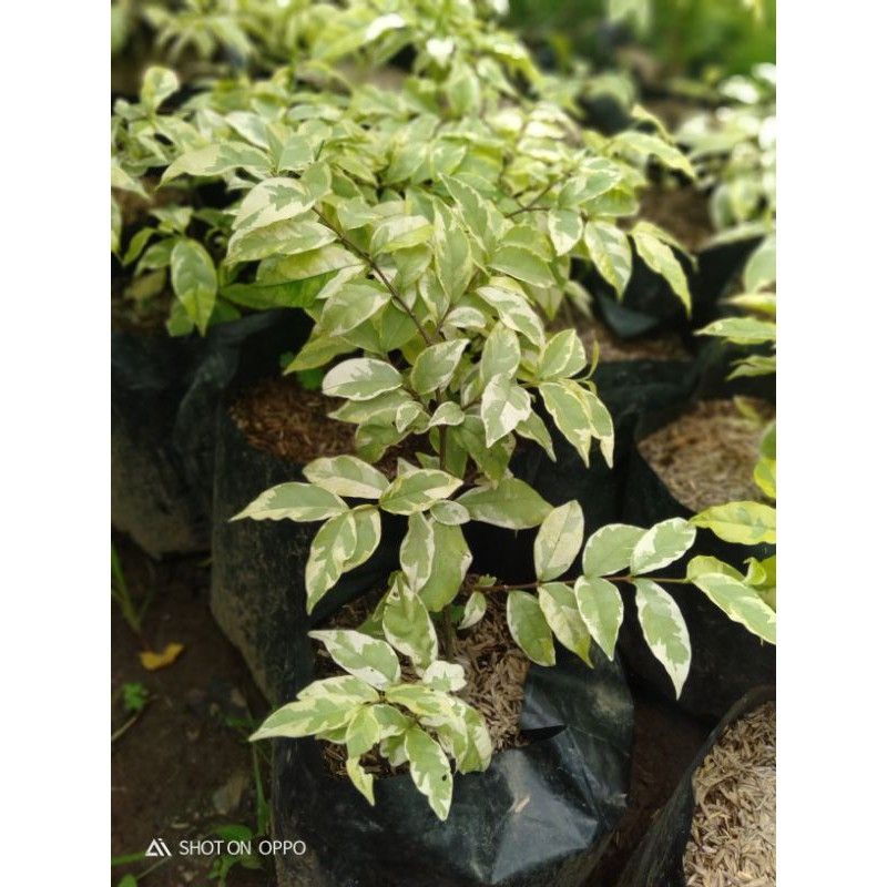 anting putri varigata