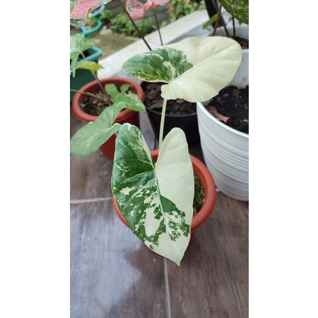 Tanaman Hias Sente Varigata / Alocasia Macrorrhiza Variegata