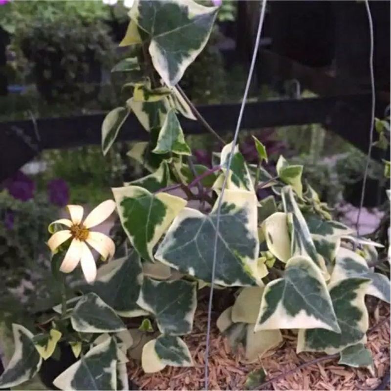 Tanaman Hias ivy varigata/ivy english Varigata Tanaman menjuntau