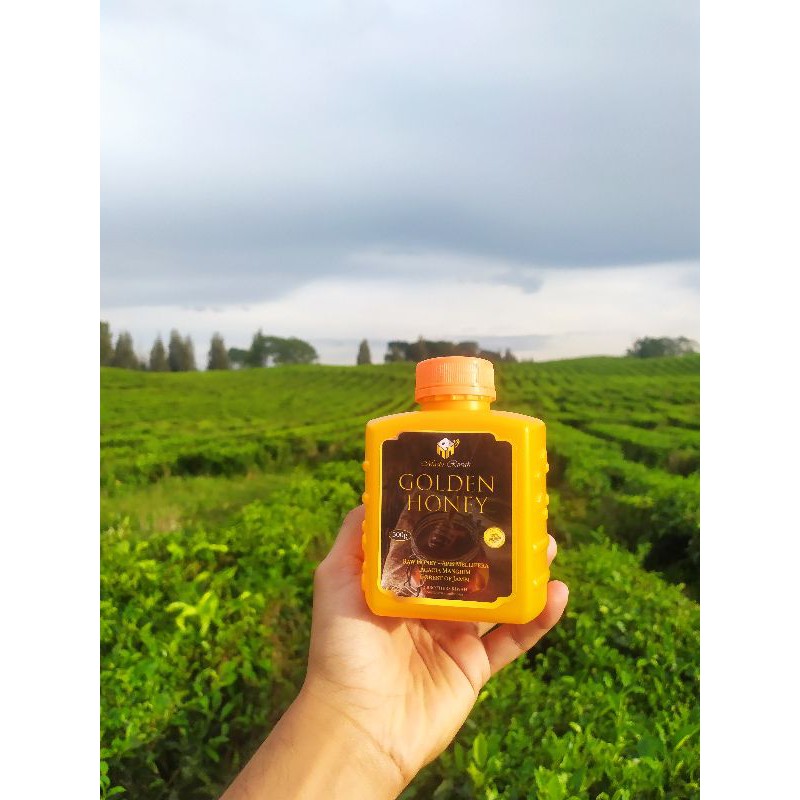 

Madu Akasia ( Kuning ) Golden Honey