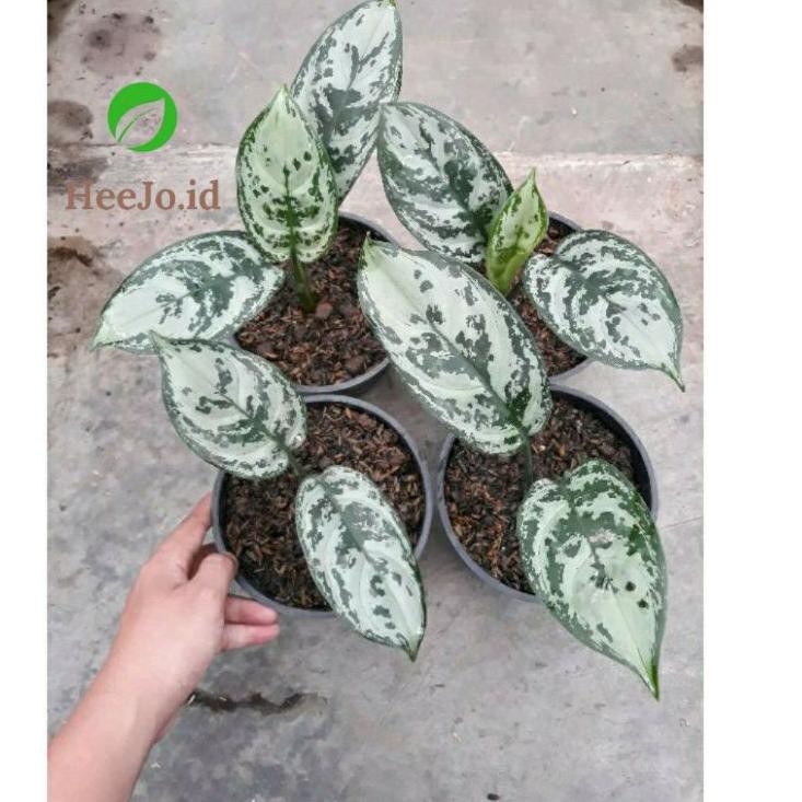 CIR Aglonema Green Compacta / Aglonema Army / Green Compacta !