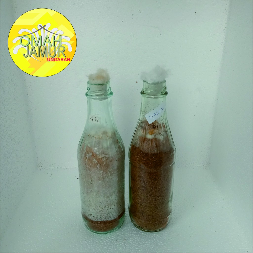 Bibit C1 Tiram Coklat (Jamur Barat)