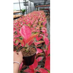 [Original] aglonema Suksom Jaipong Stang Pendek