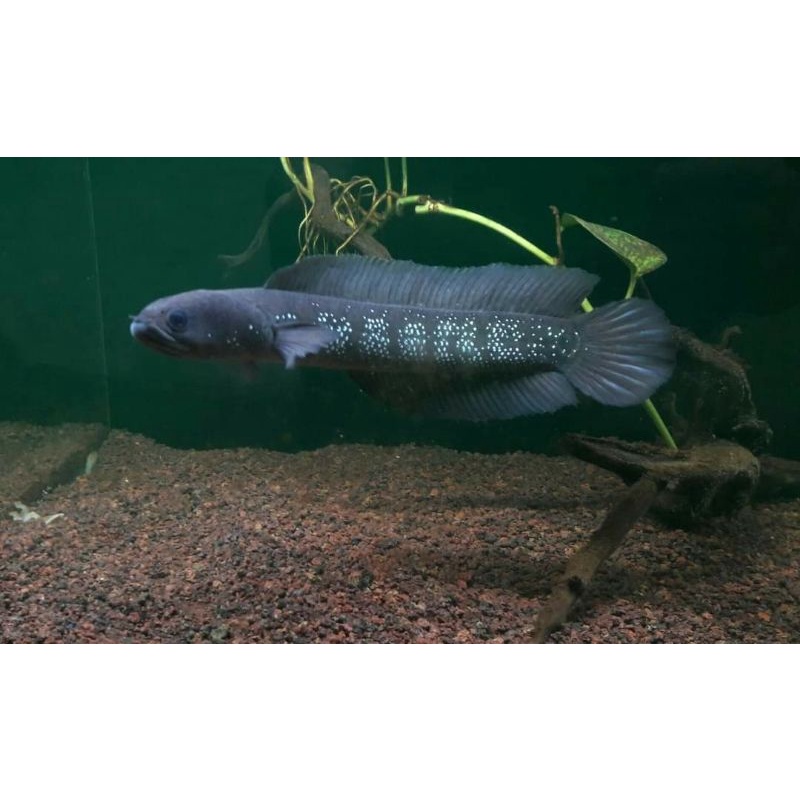 channa asiatica ws pure 6-8cm progresan