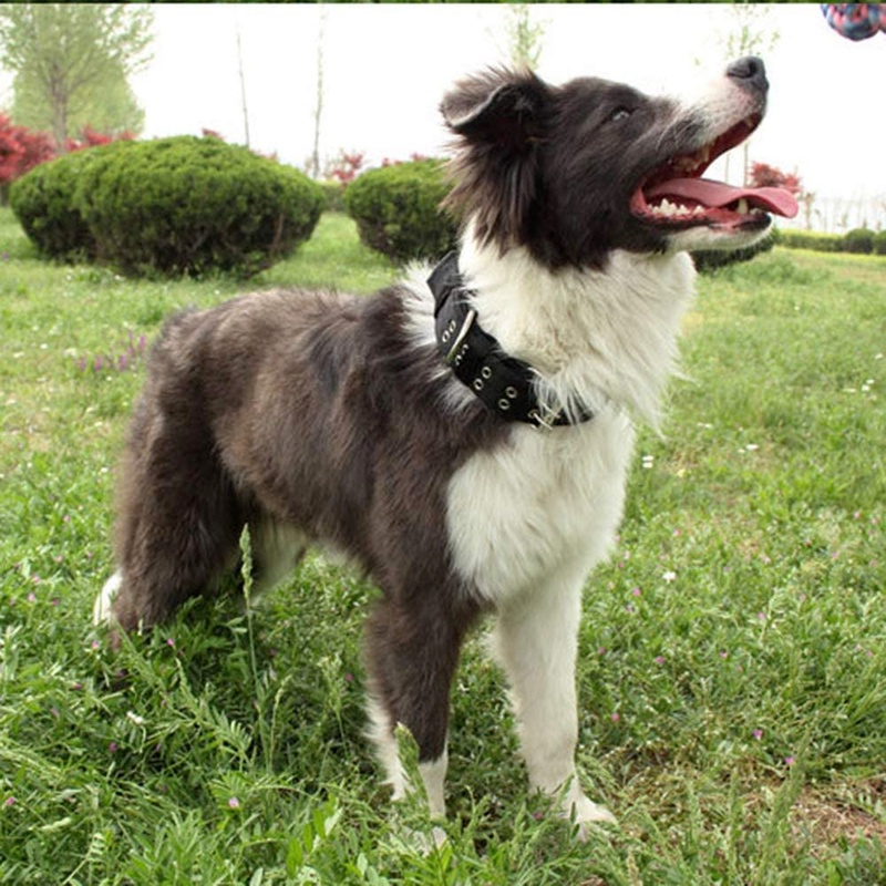 ★〓YUFeiPet〓★Golden Pet Collar Four-layer Thick Nylon Woven Double-breasted Large Dog Collar Dog Collar Cat Collar Pet Supplies