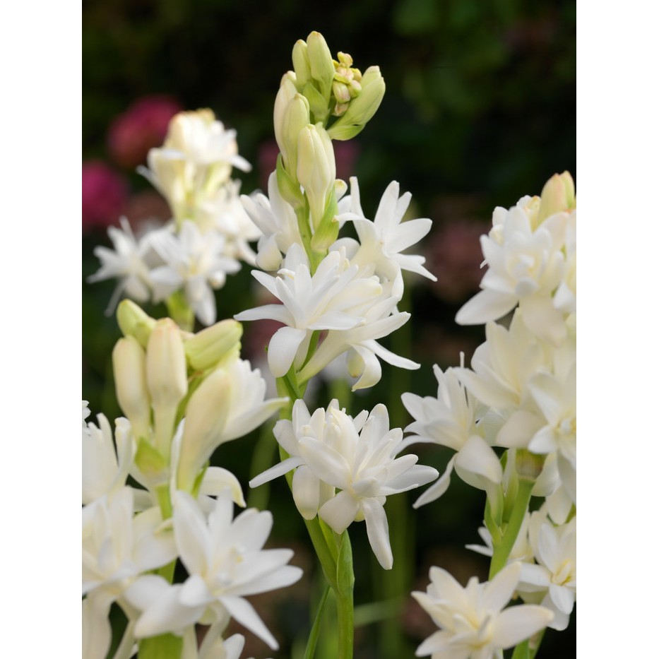 Dijual Umbi Bibit Bunga Sedap Malam Berkualitas