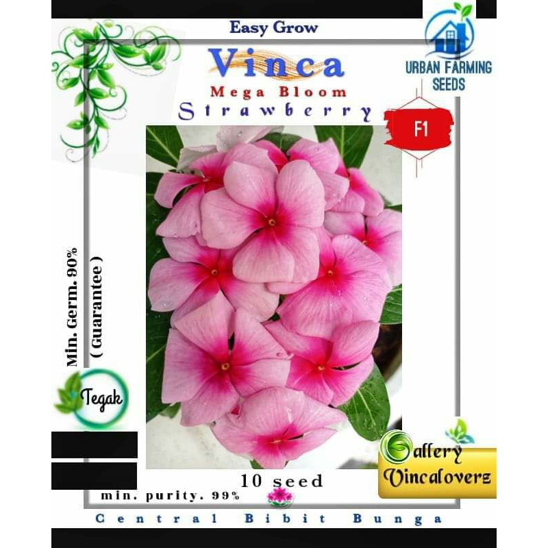 benih vinca mega bloom strawberry f1