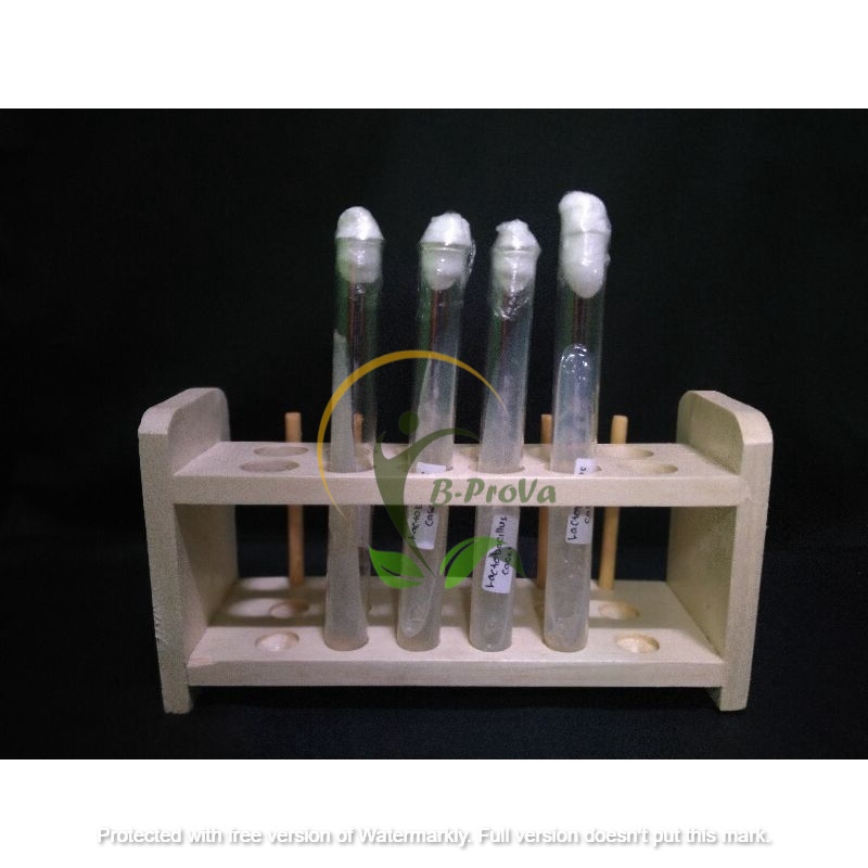 [B-PROVA] ISOLAT Lactobacillus casei / Biang / Bibit Isolat Lactobacillus casei