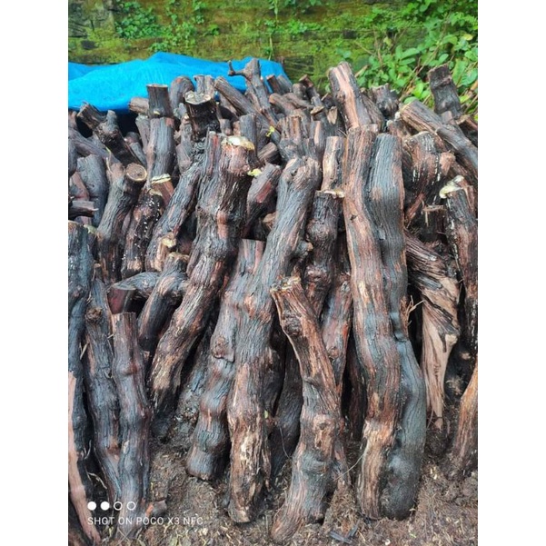 bonggolan anggur jenis Alfonso berkalus