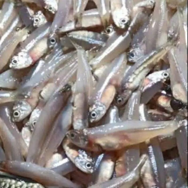 

Teri basah fresh - 250 gram