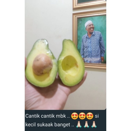 

Alpukat Mentega Lokal Sedang