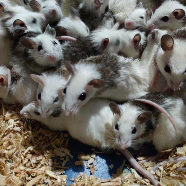 african soft fur medium