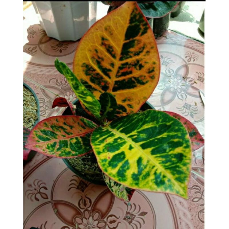 Tanaman Hias Puring Ayu Ting ting