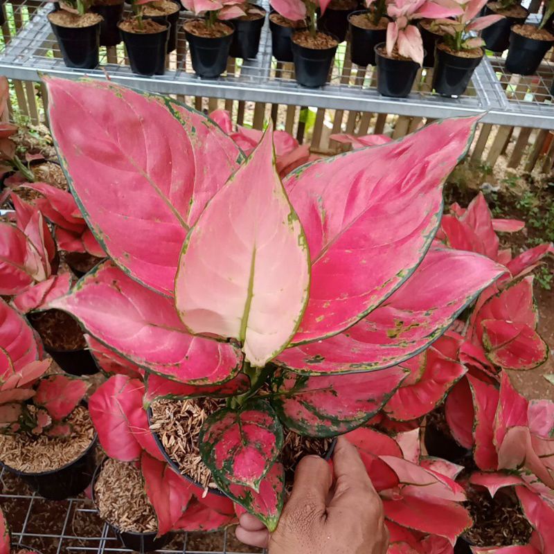 Aglonema Super Red Anjamani Menor Daun 5-6-7-8++