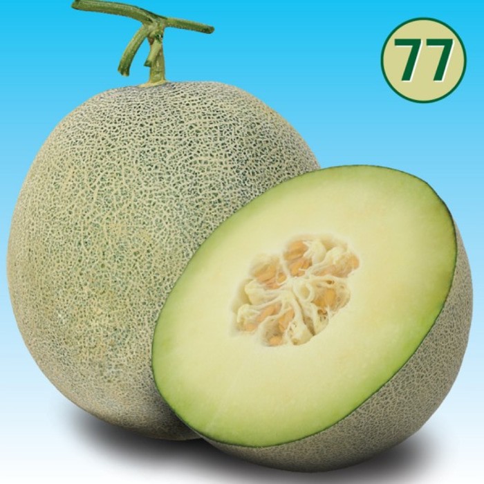 6 Benih Melon Aramis F1 bibit tanaman buah