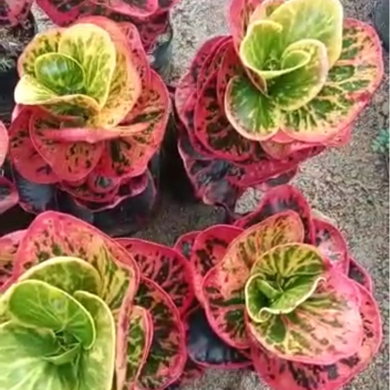 Bunga puring apel busarin super