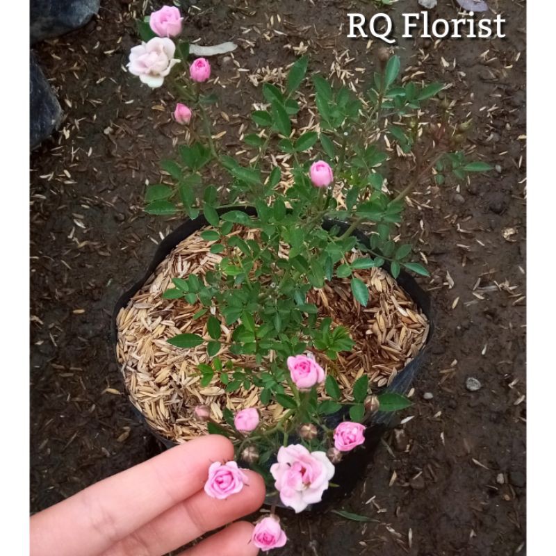 Bibit Tanaman Bunga Mawar Baby Rose