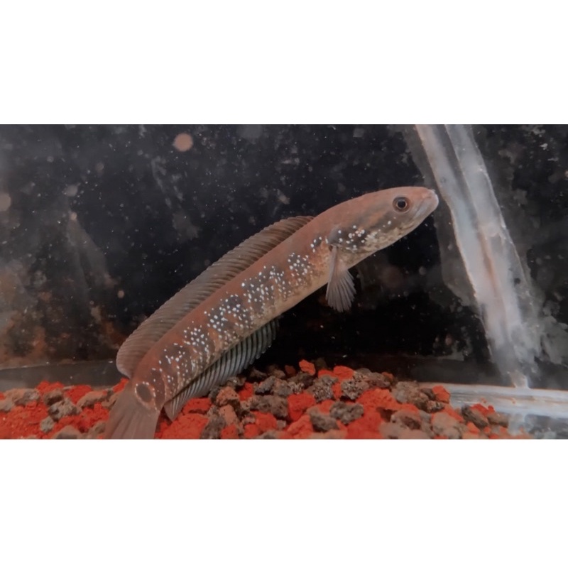 ASIATICA RED STRIP WHITE SPOT DAN WHITES POT