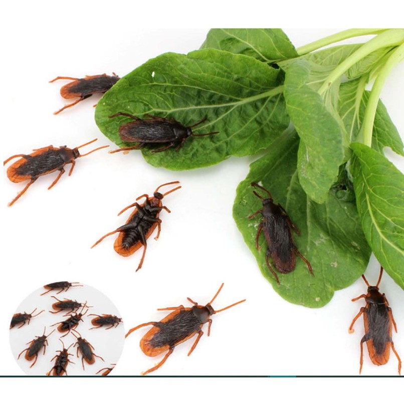 Kecoa Palsu / Kecoak Plastik Mainan Usil Jahil Mirip Asli