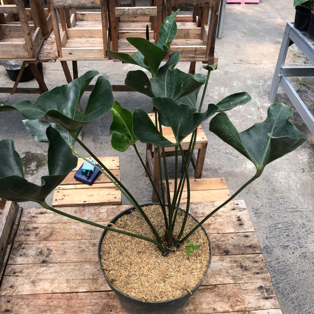 Jual Anthurium Bintang Kejora (Arrow) Indonesia|Shopee Indonesia