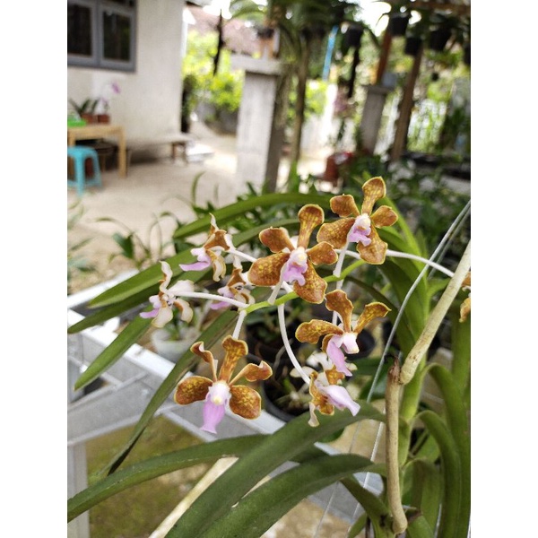 Bunga anggrek(Vanda)