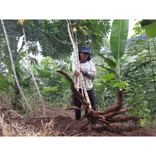 

Ubi kayu 1 kg