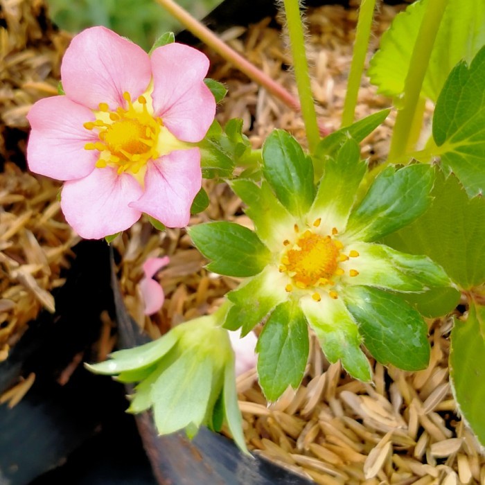 tanaman buah strawberry merlan bunga pink