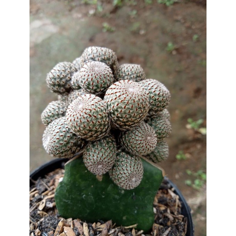 Kaktus Grafting Rebutia Heliosa