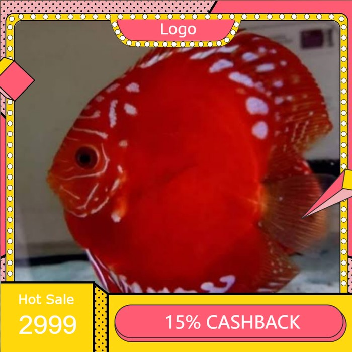 discus red raflesia 2 inch.
