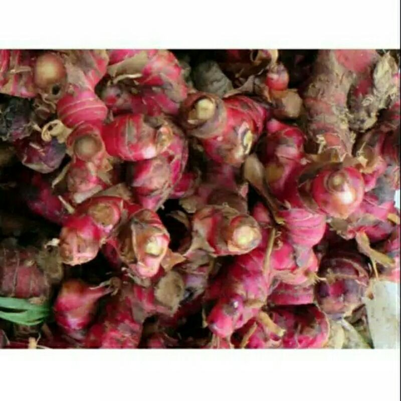 

JAHE MERAH SEGAR MURAH 40.000 1KG, GRATIS SEREH 250 GRAM