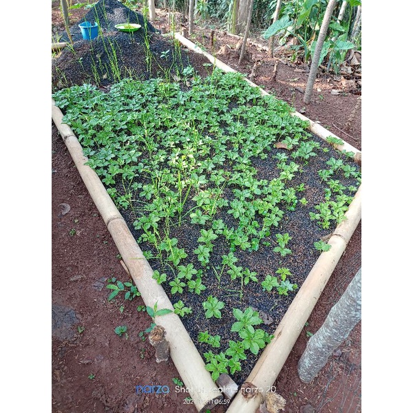 BIBIT PORANG SUDAH TUMBUH DARI BIJI BUNGA SPORA