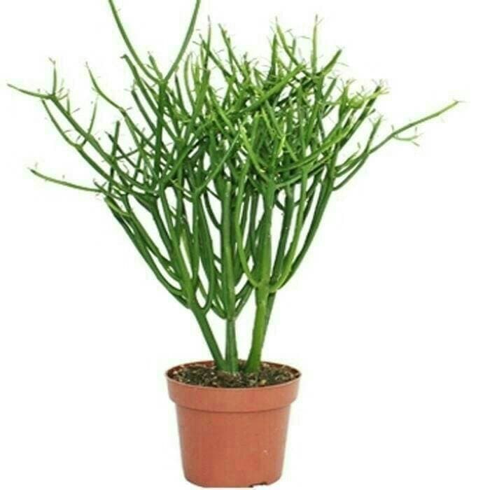 tanaman herbal patah tulang/pohon patah tulang