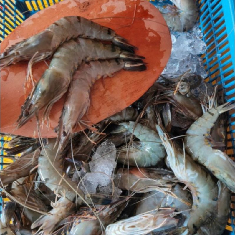 

Udang Pancet Size 25-30 Fresh 1kg