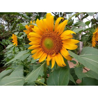 biji bunga  matahari isi 100 biji jenis yg tinggi bunga  