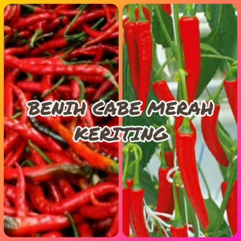 BENIH CABE MERAH BESAR