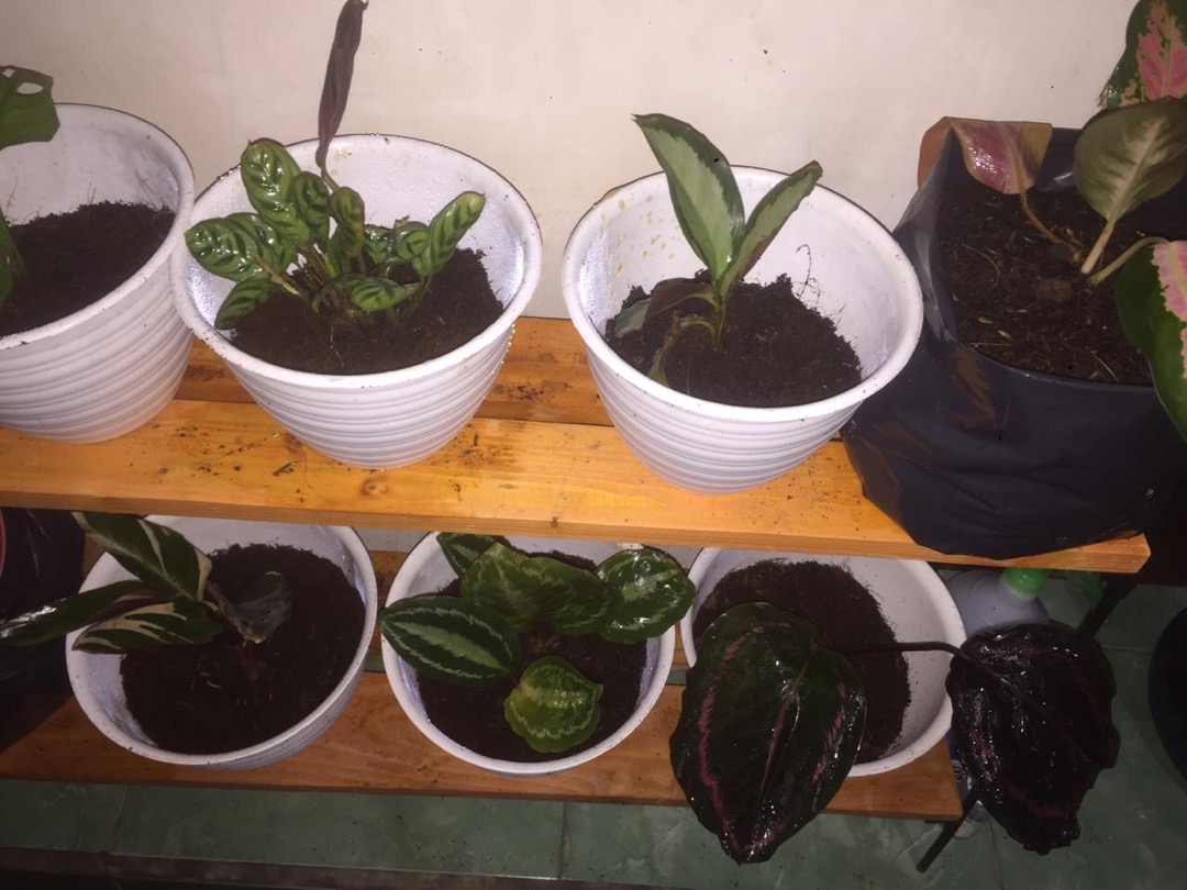 Paket Murah 5 Jenis Calathea Tanaman Hias Terlaris