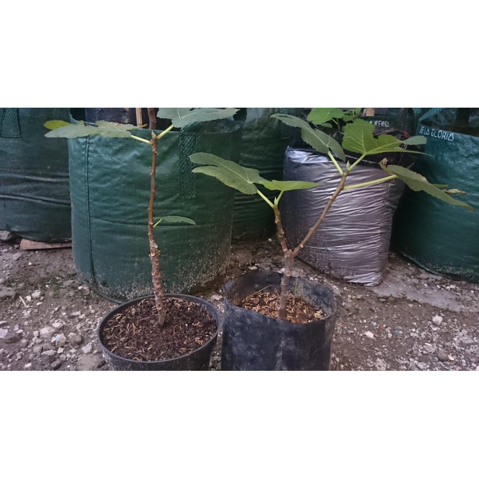 Grosir Bibit Pohon Buah Tin Varigata Var. Panache Tiger Gratis Cutting Cali H2O