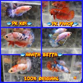 ikan cupang plakat koi & plakat fancy | shopee indonesia