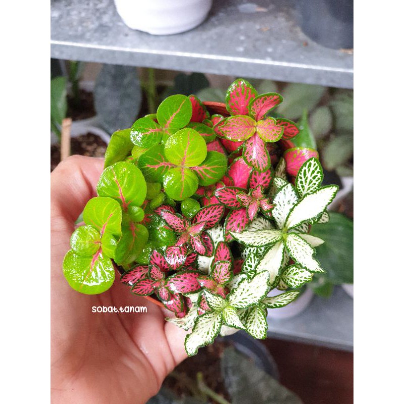 FITTONIA MIX