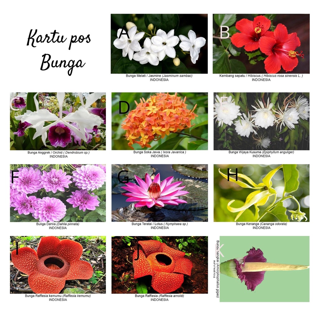 

MC- Kartu pos kartupos Bunga & Pohon / Flower & Plant Postcard