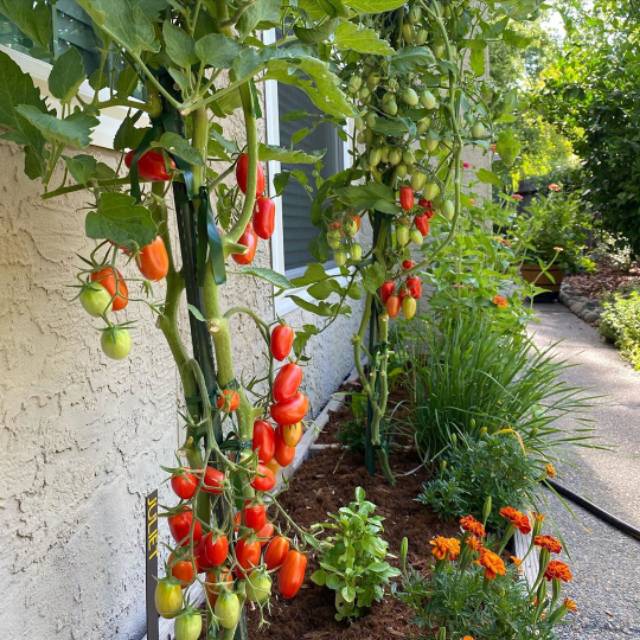 5 Biji - Benih Tomat Cherry JULIET F1, manis sedikit asam segar