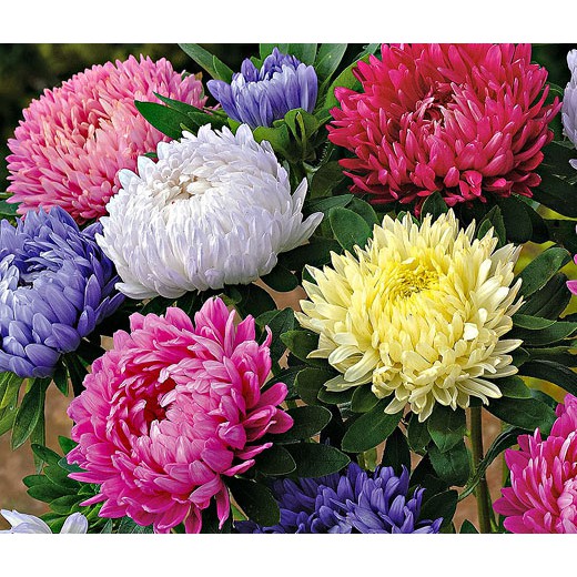 PAKET HEMAT - Benih Bunga Chrysanthemum Krisan 8 Jenis Seeds - Total 40 Biji