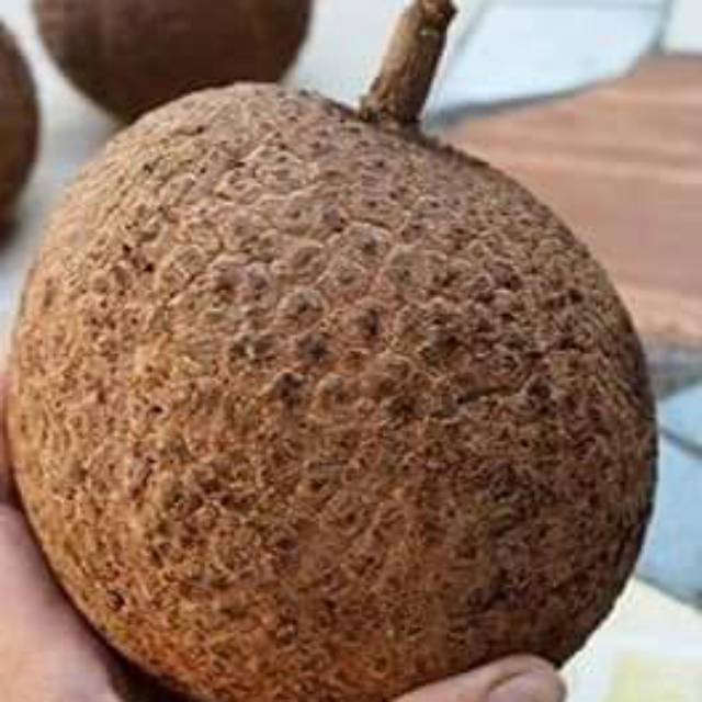 BIBIT DURIAN GUNDUL SUPER