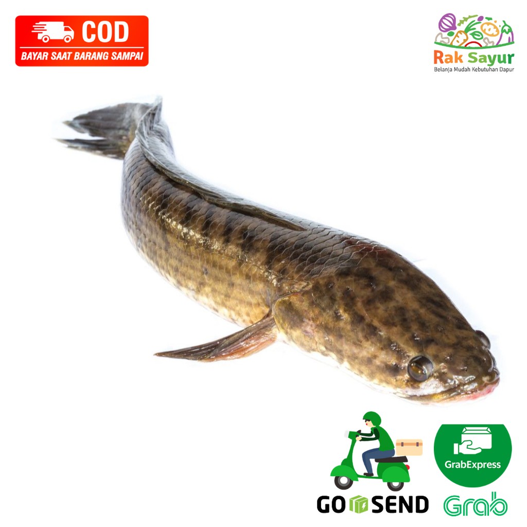 

Ikan Gabus Kiruang Segar 500gr Ikan Daging Segar Rak Sayur Padang