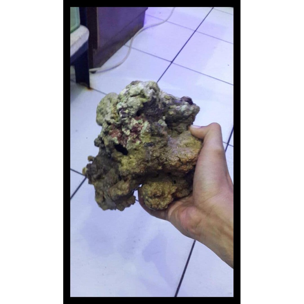 Live Rock Cuci Gudang