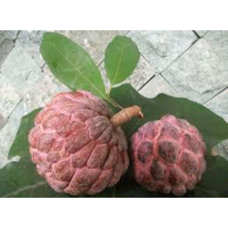 bibit srikaya merah,