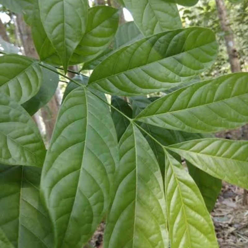 

Daun Mahoni atau Mahuni segar Per 500 gram