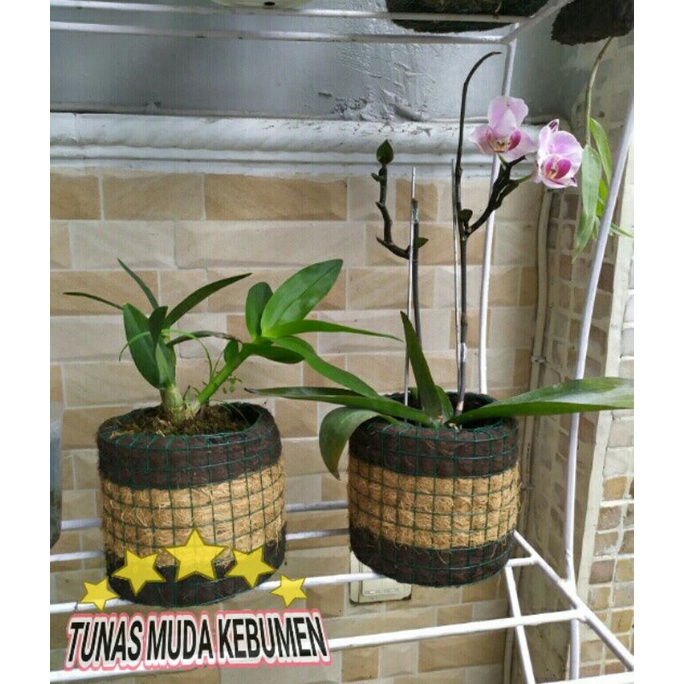 POT ANGGREK SABUT KELAPA MURAH / POT ANGGREK DENDROBIUM SABUT KELAPA